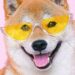 Η Revolut λανσάρει το Dogecoin;