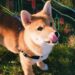 Shiba Inu – Η σφαγή: Χάθηκαν 46,5 εκ. δολάρια την πρώτη ημέρα των συναλλαγών SHIB σε συμβόλαια μελλοντικής εκπλήρωσης.