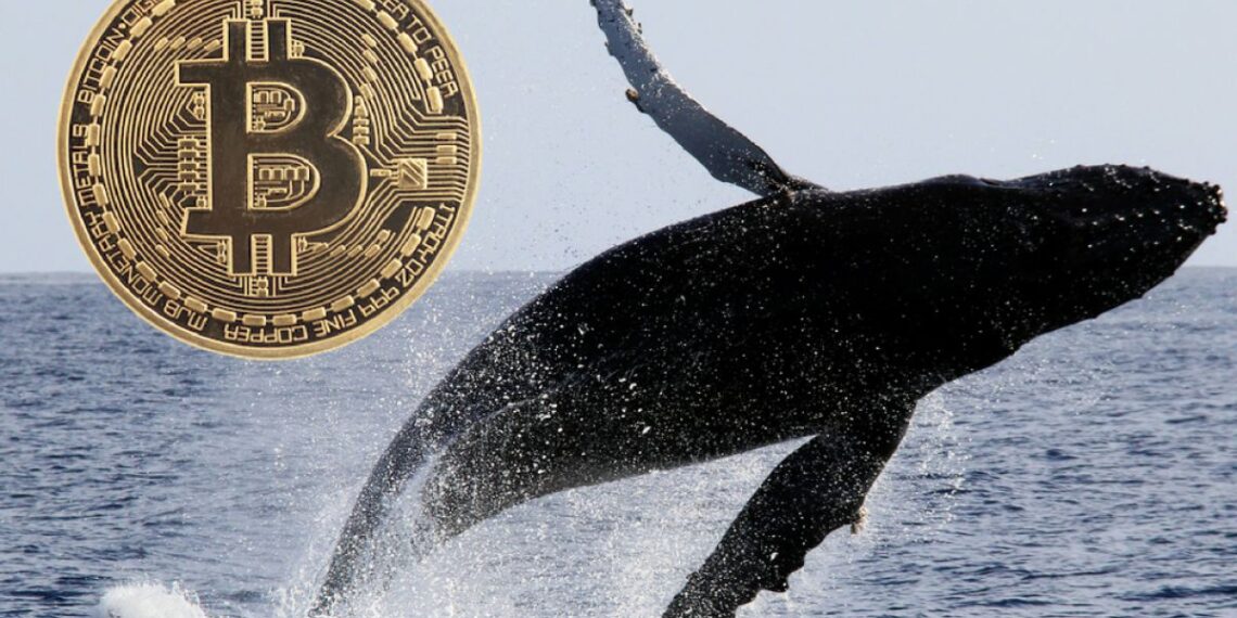Φάλαινες πίσω από την έκρηξη του Bitcoin, σύμφωνα με τον αναλυτή Nicholas Merten