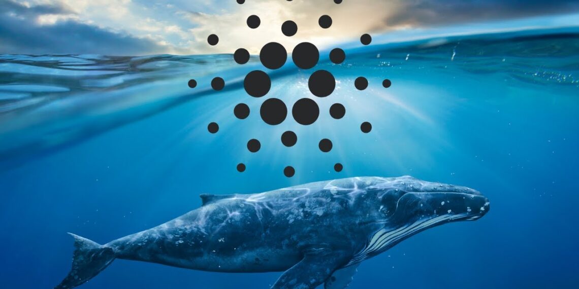 Οι φάλαινες του Cardano σε νέο υψηλό ρεκόρ